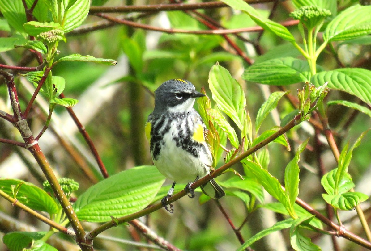 Yellow-rumped Warbler (Myrtle) - Keith Riding