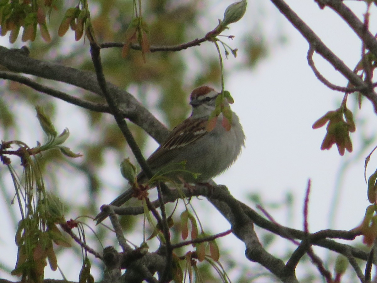 Chipping Sparrow - Meg Glines