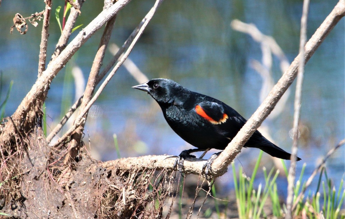 Red-winged Blackbird - Manuel Duran