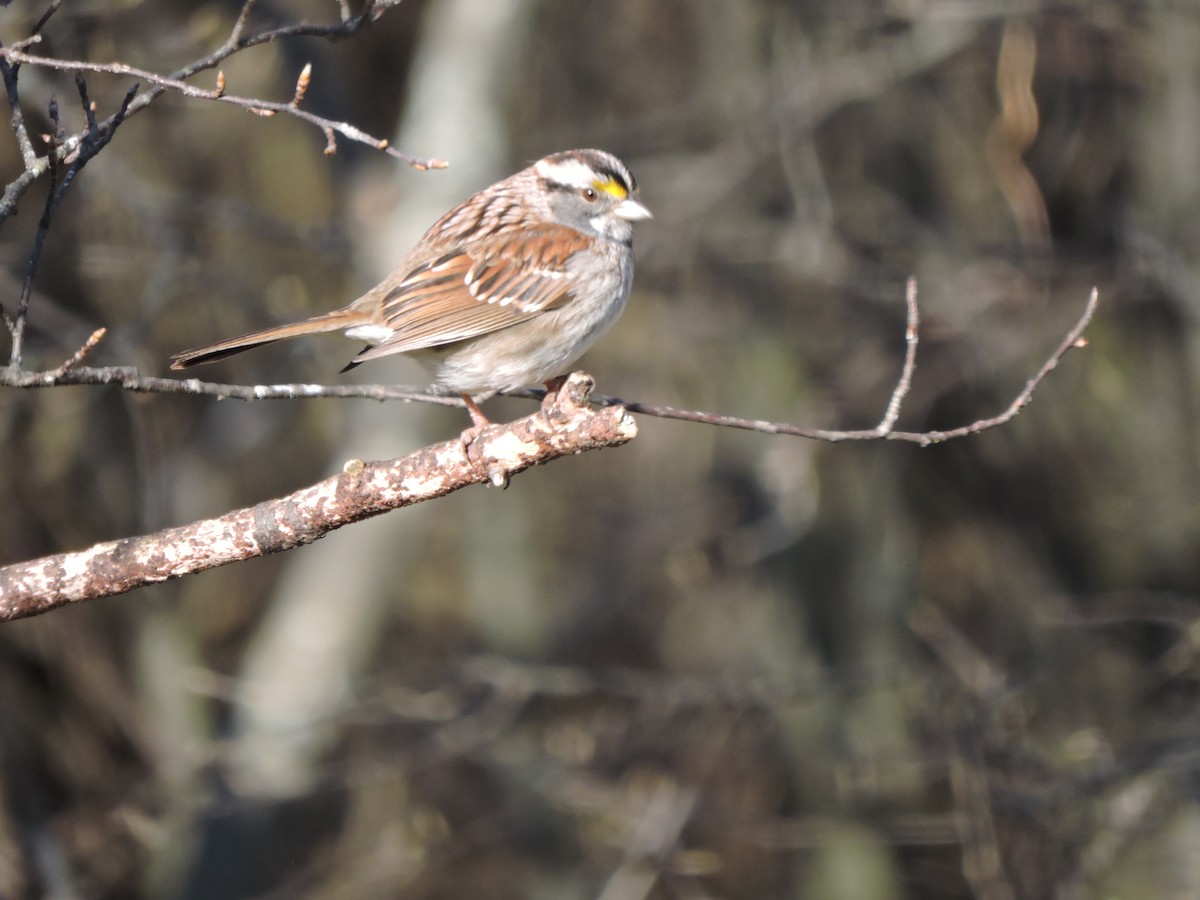 White-throated Sparrow - Melody Walsh