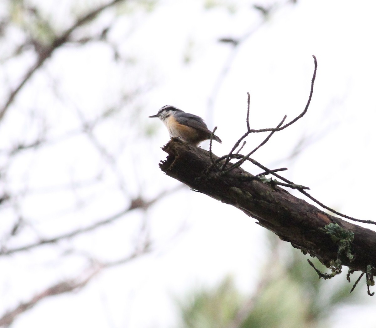 Red-breasted Nuthatch - ML153853031