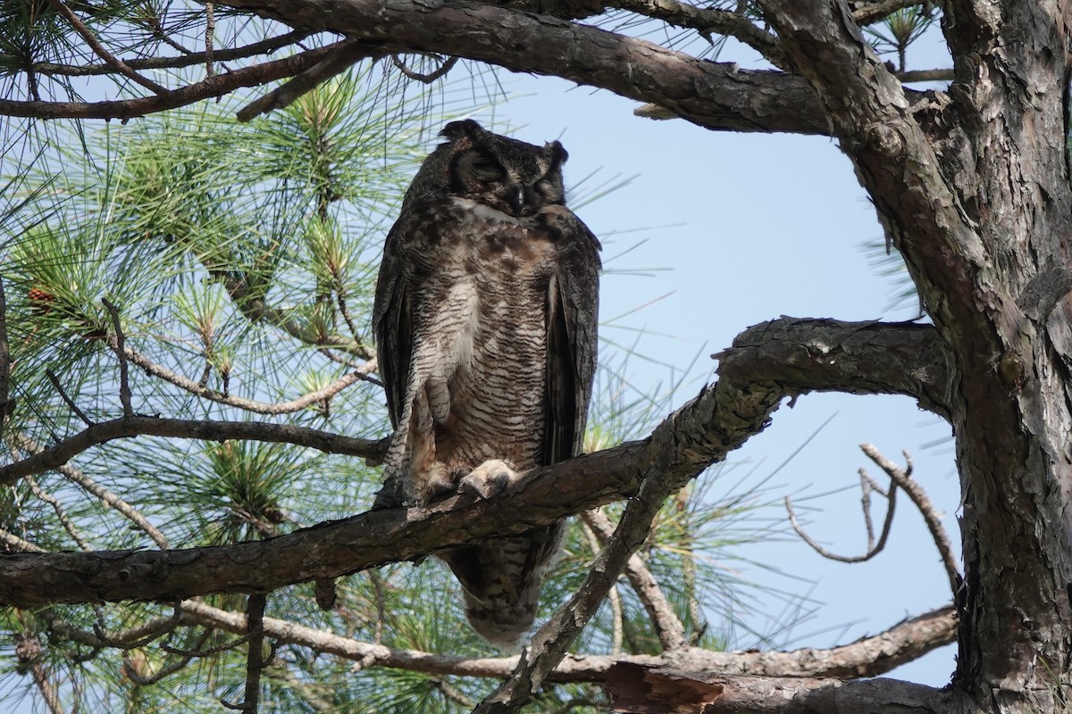 Great Horned Owl - Sara Griffith