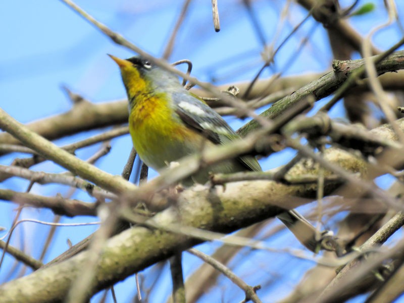 Northern Parula - Dean Newhouse