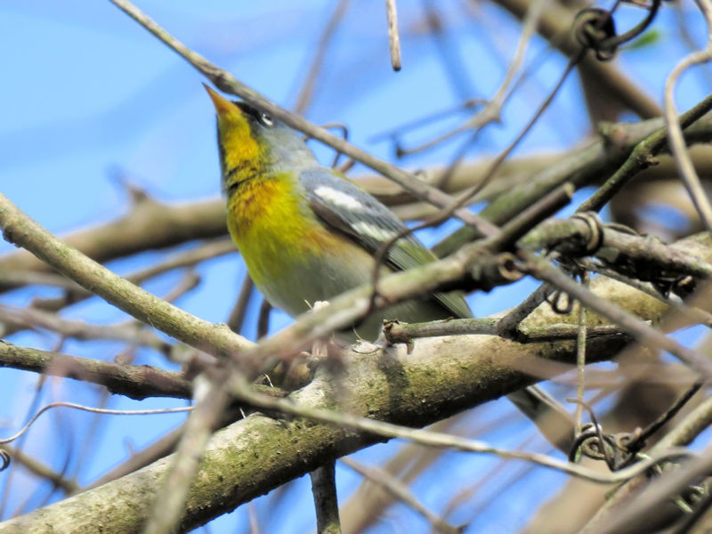 Northern Parula - Dean Newhouse