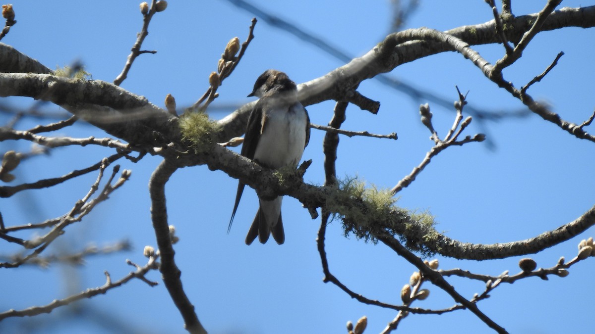 Tree Swallow - Anca Vlasopolos