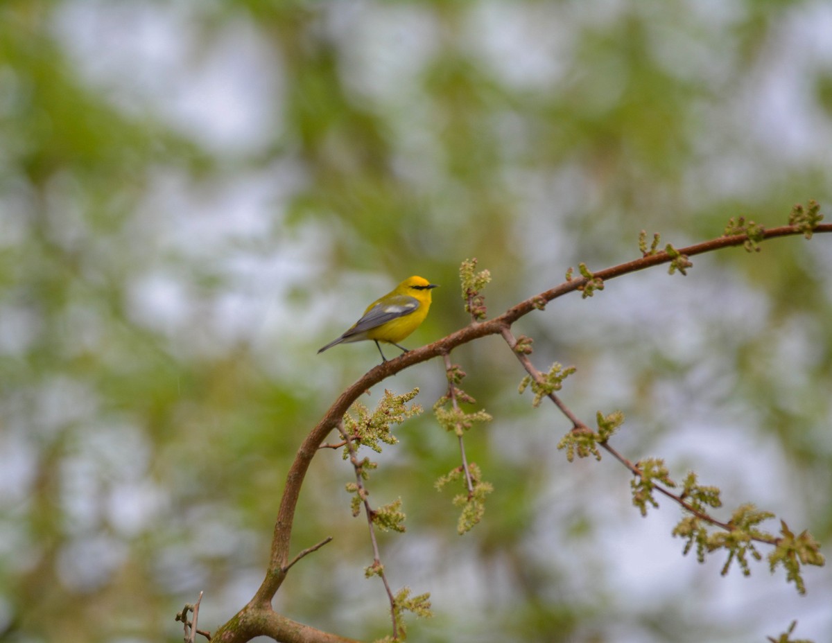 Blue-winged Warbler - Brian O'Connor