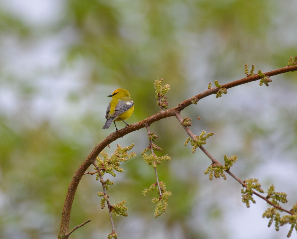 Blue-winged Warbler - Brian O'Connor
