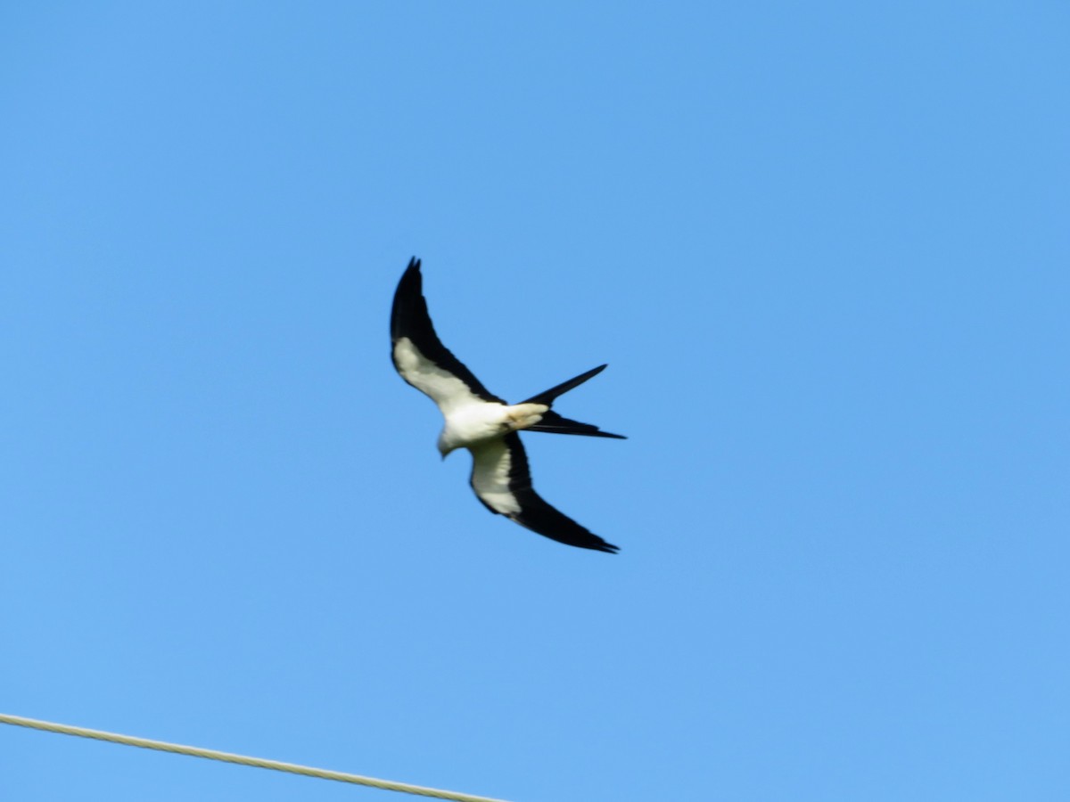 Swallow-tailed Kite - Stella Tea