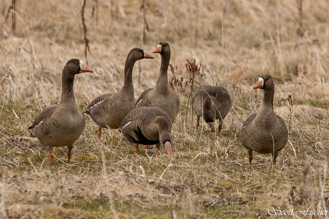 Greater White-fronted Goose - ML153854591