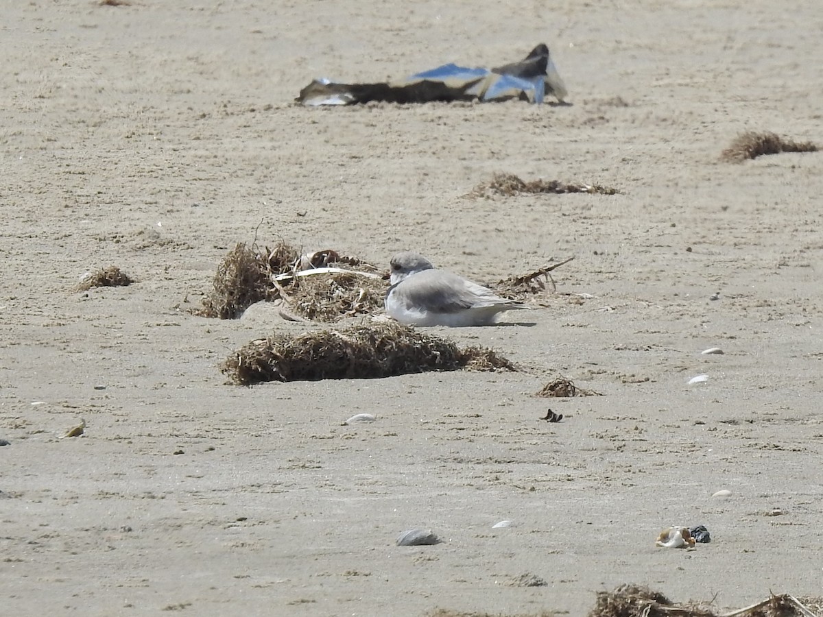 Piping Plover - ML153854611