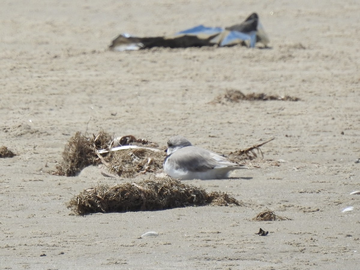 Piping Plover - ML153854651