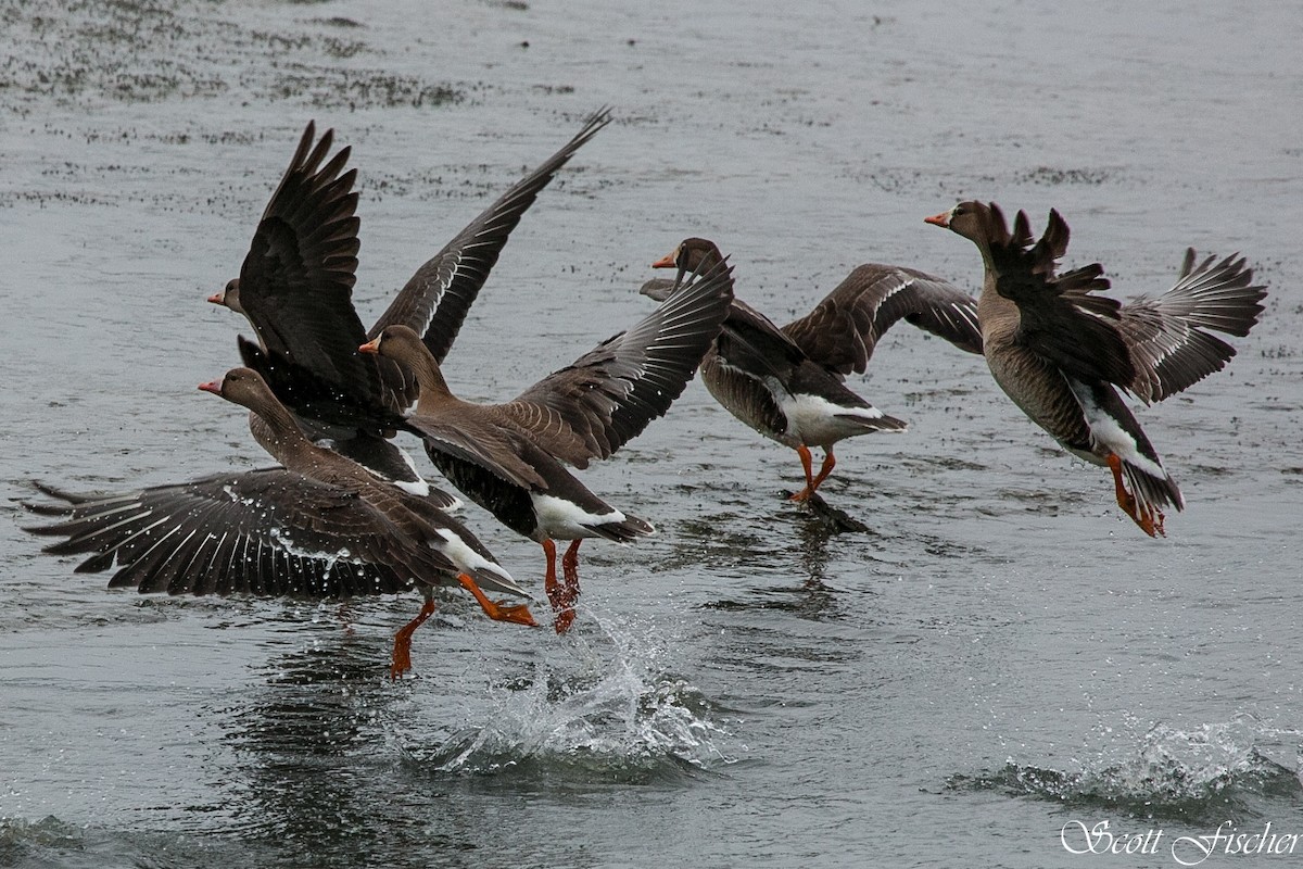 Greater White-fronted Goose - ML153854751