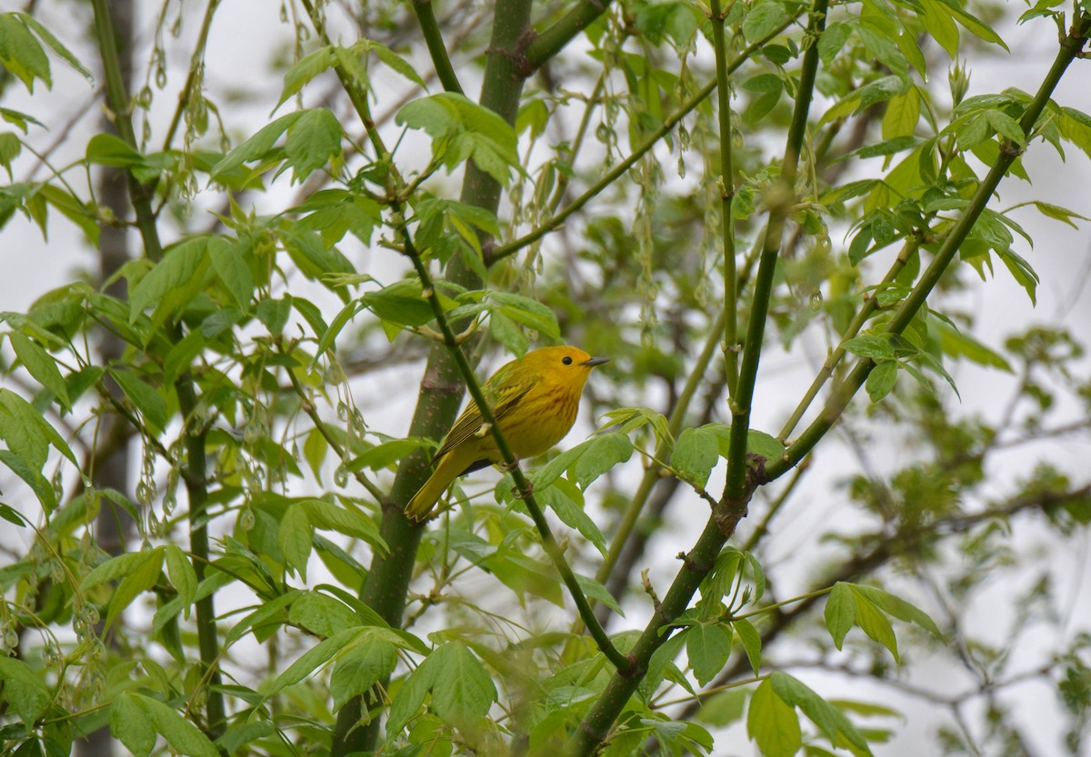 Yellow Warbler - Brian O'Connor