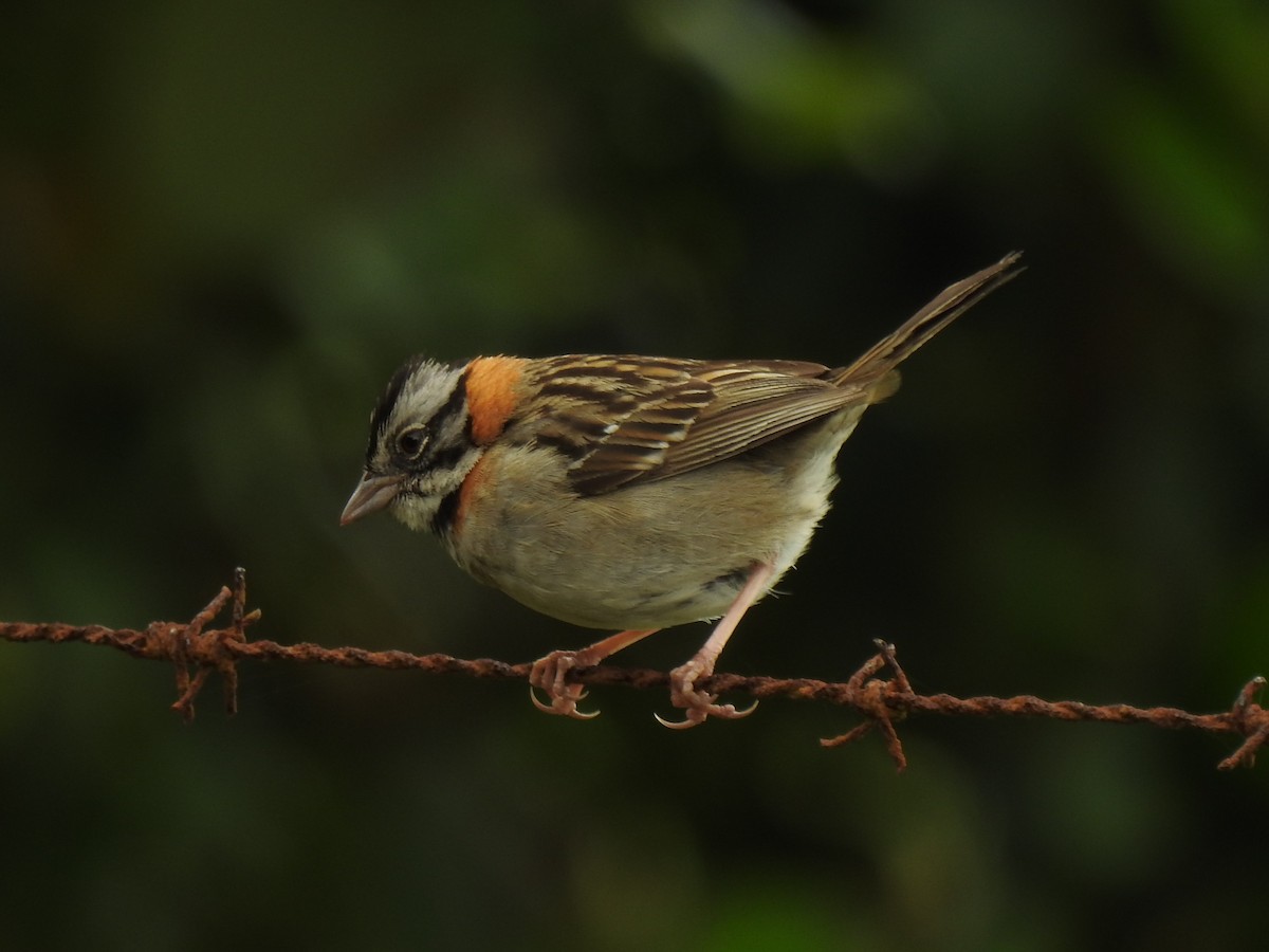 Rufous-collared Sparrow - ML153854961