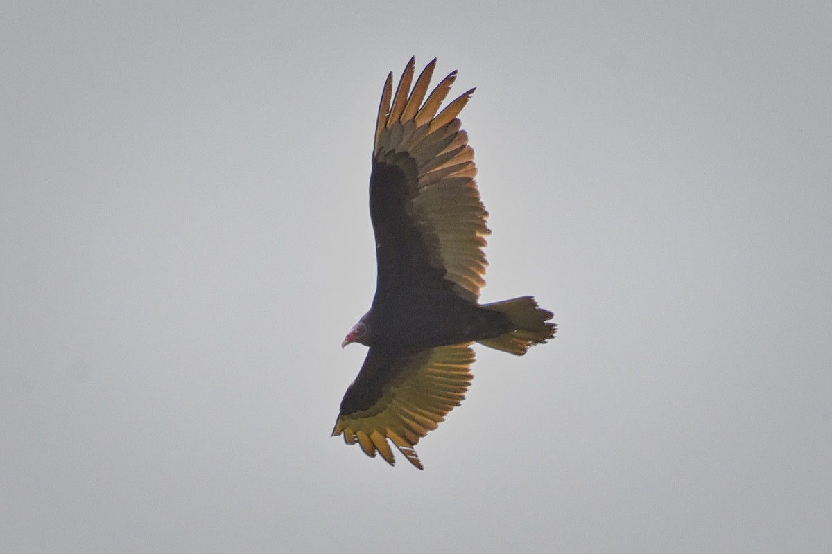 Turkey Vulture - Roger Beardmore