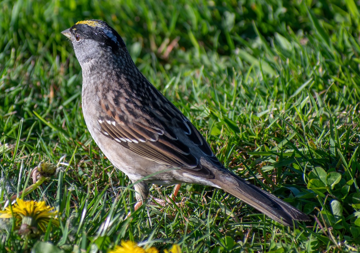 Golden-crowned Sparrow - Lynda Elkin