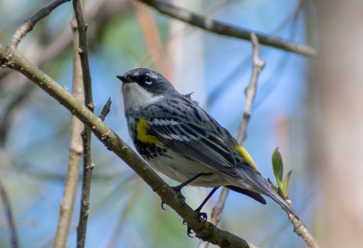 Yellow-rumped Warbler (Myrtle) - Lynda Elkin