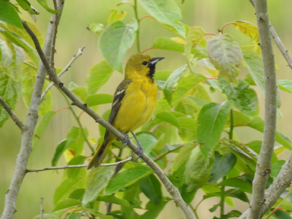 Orchard Oriole - Mariah and Daniel West