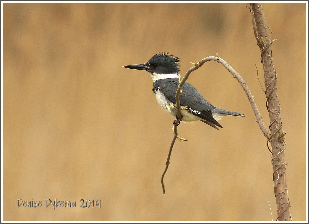 Belted Kingfisher - Denise Dykema