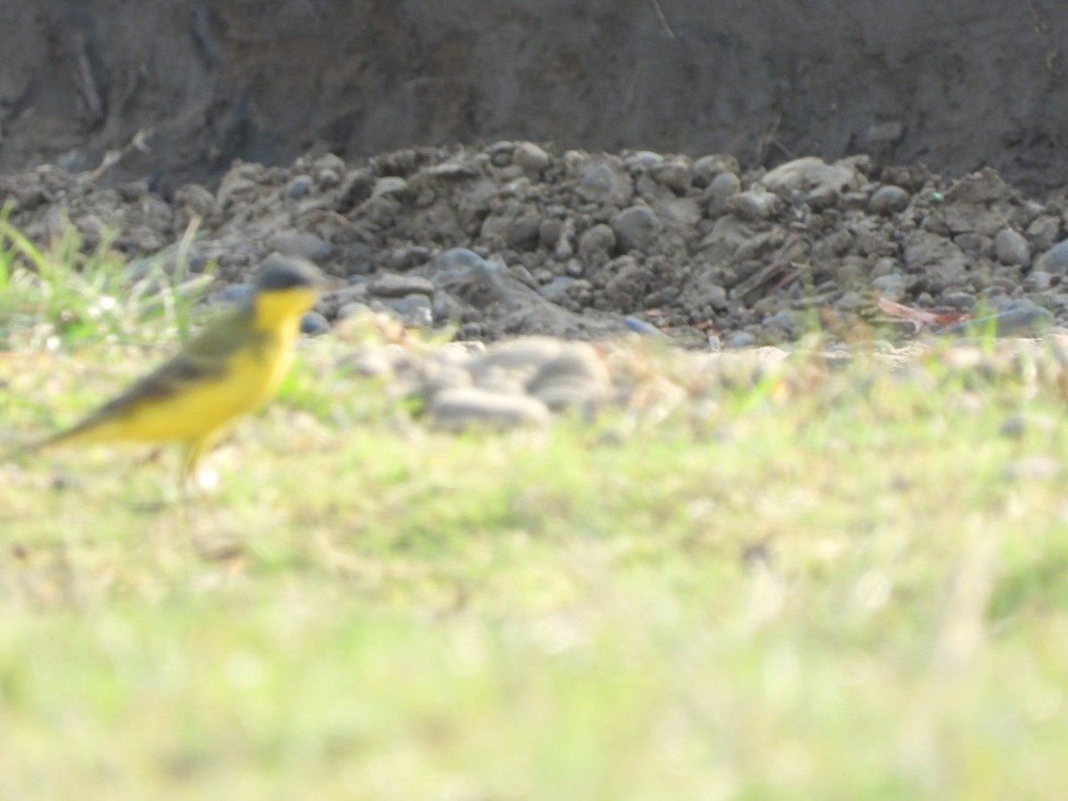 Western Yellow Wagtail - Lakshmikant Neve