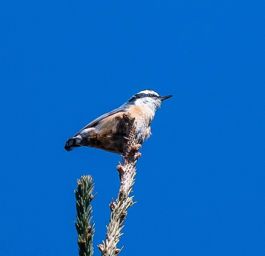 Red-breasted Nuthatch - ML153858941