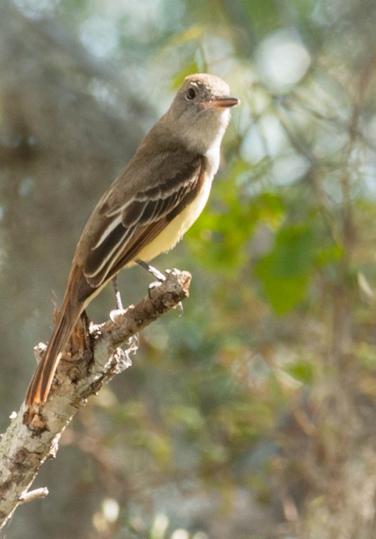Great Crested Flycatcher - Fred Lambert