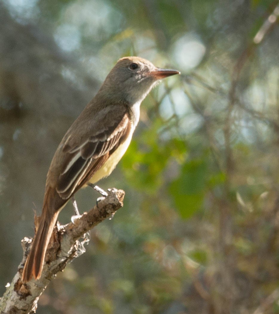 Great Crested Flycatcher - ML153859701