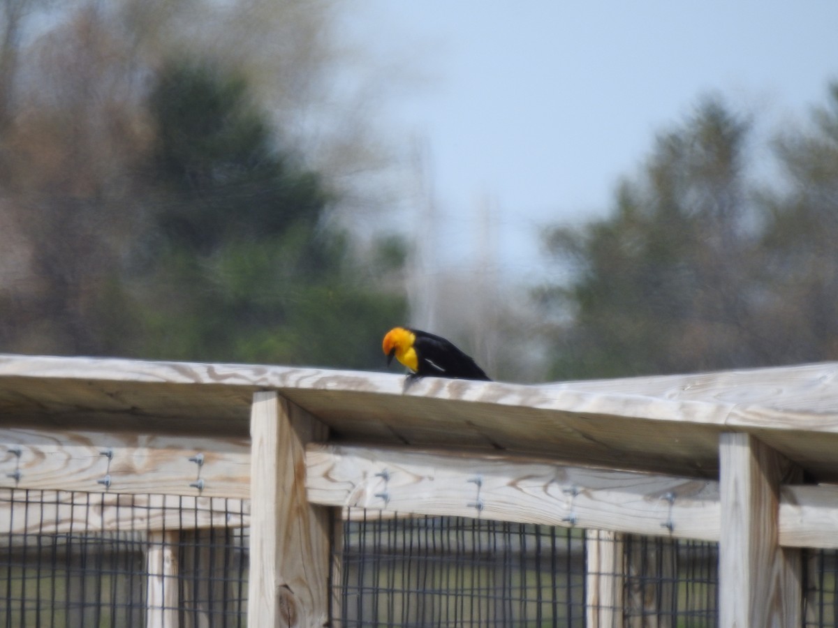 Yellow-headed Blackbird - Joe Sudomir
