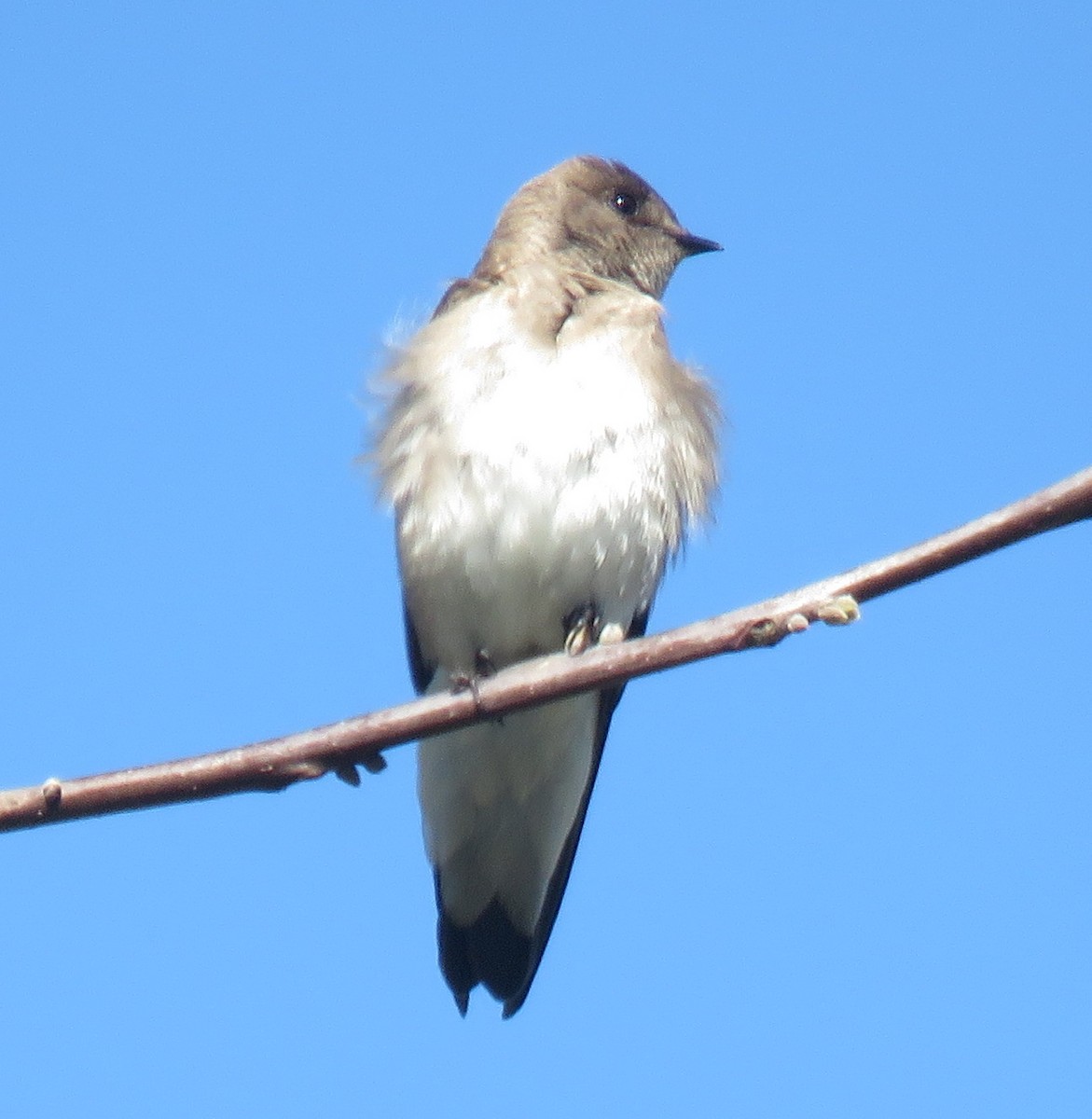 Northern Rough-winged Swallow - Jordan Wolf