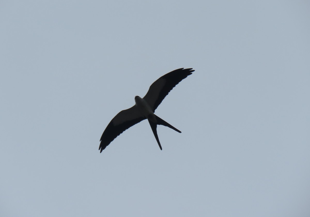 Swallow-tailed Kite - Keith Leonard