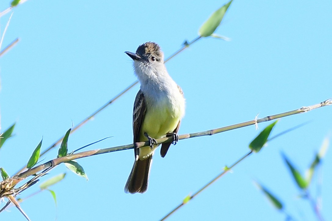 Great Crested Flycatcher - ML153860351