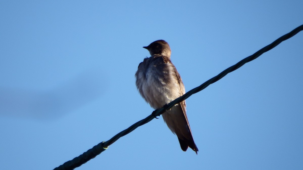 Northern Rough-winged Swallow - Aaron  Ludwig