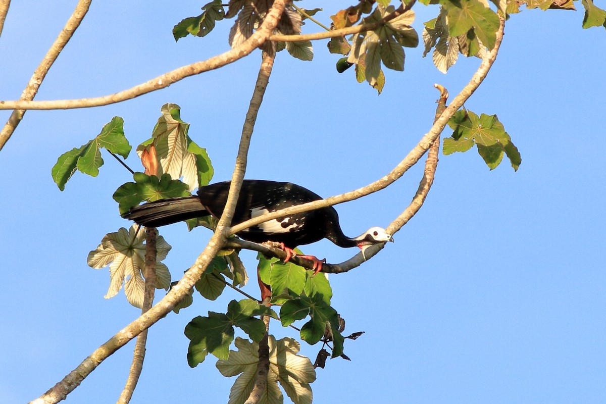 White-throated Piping-Guan - ML153860681