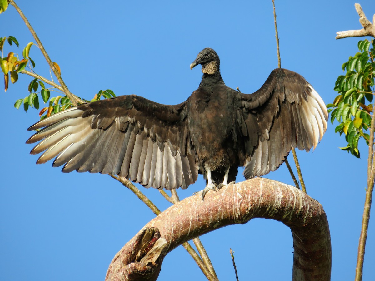 Black Vulture - ML153860691