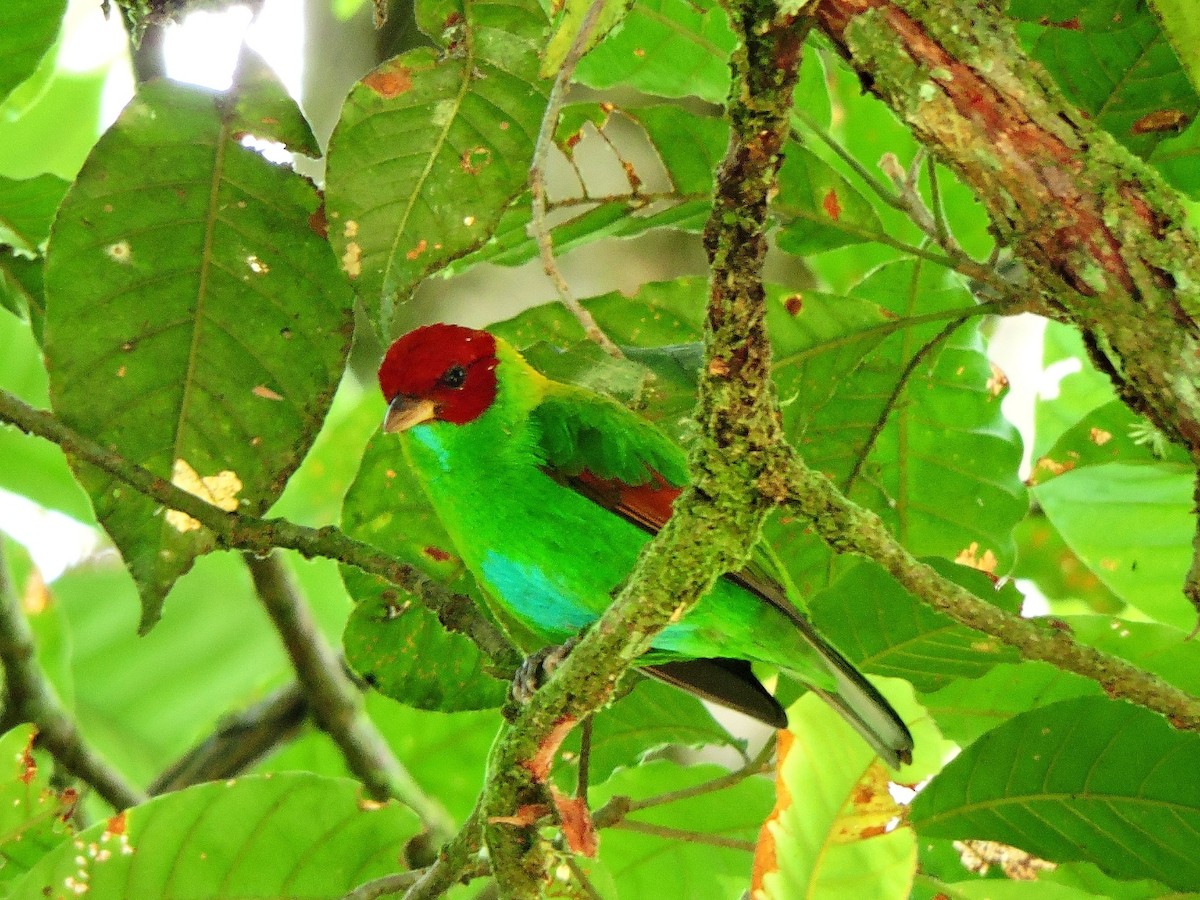 Rufous-winged Tanager - ML153860701