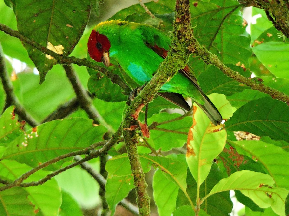 Rufous-winged Tanager - ML153860711