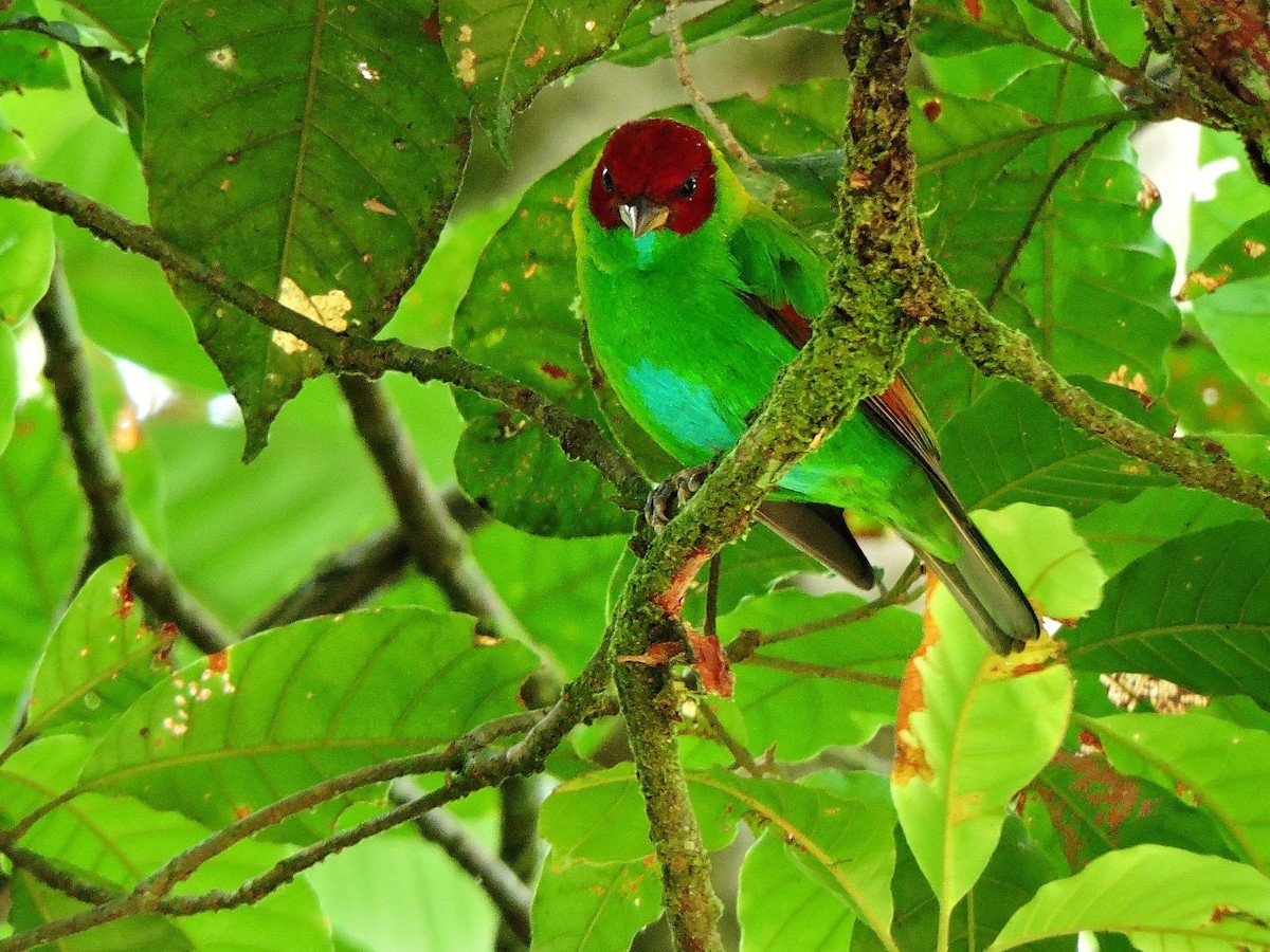 Rufous-winged Tanager - ML153860721