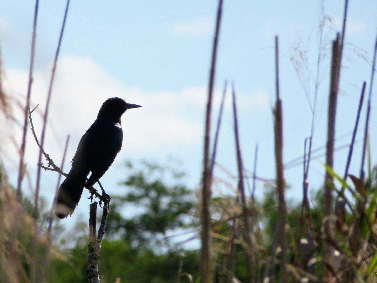 Boat-tailed Grackle - ML153860801