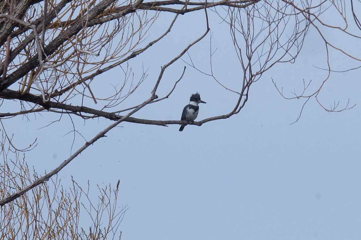 Belted Kingfisher - ML153860851