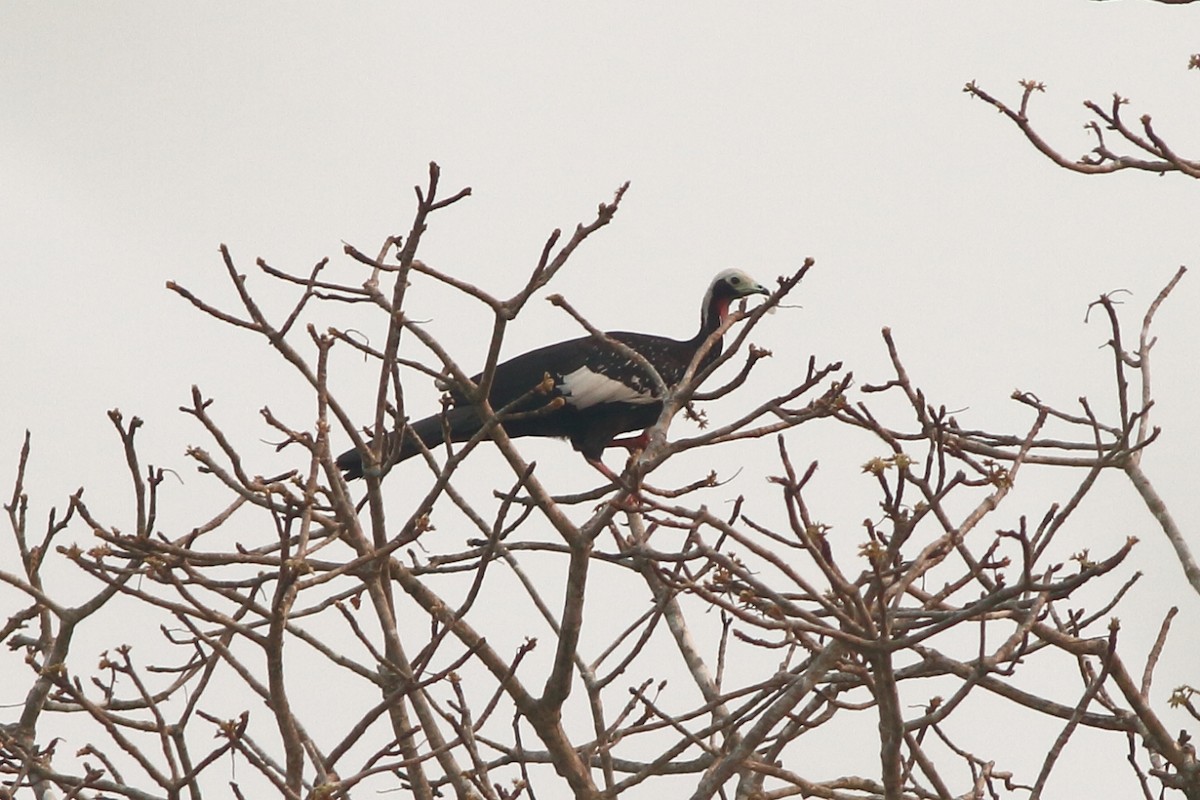 White-throated Piping-Guan - ML153860941