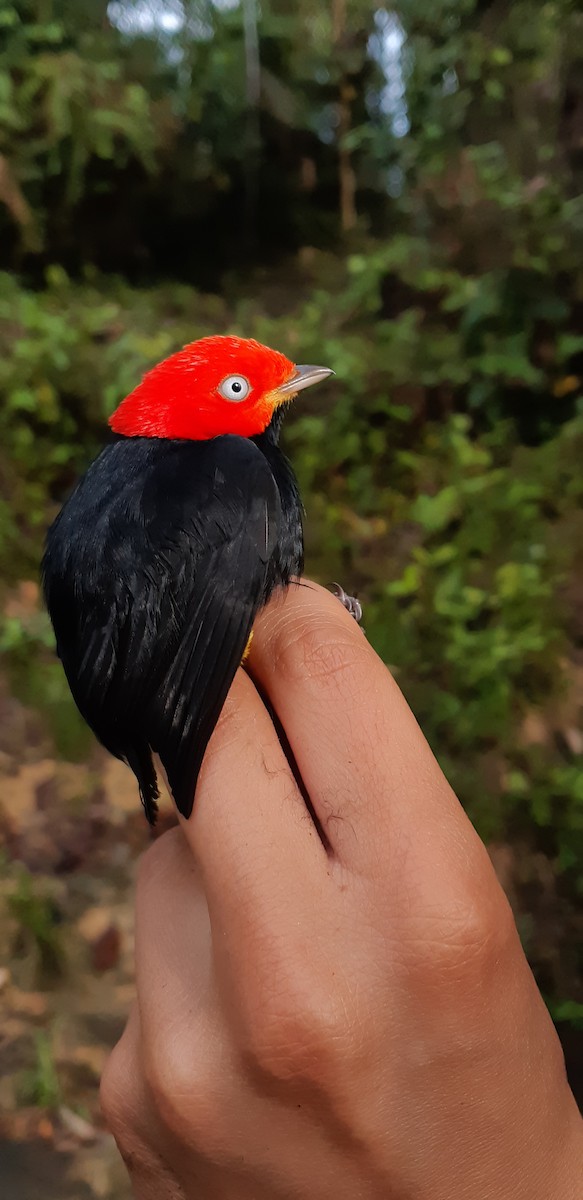 Red-capped Manakin - ML153861001