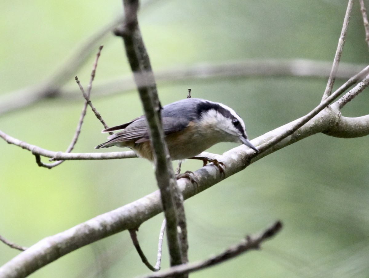 Red-breasted Nuthatch - Bert Fisher