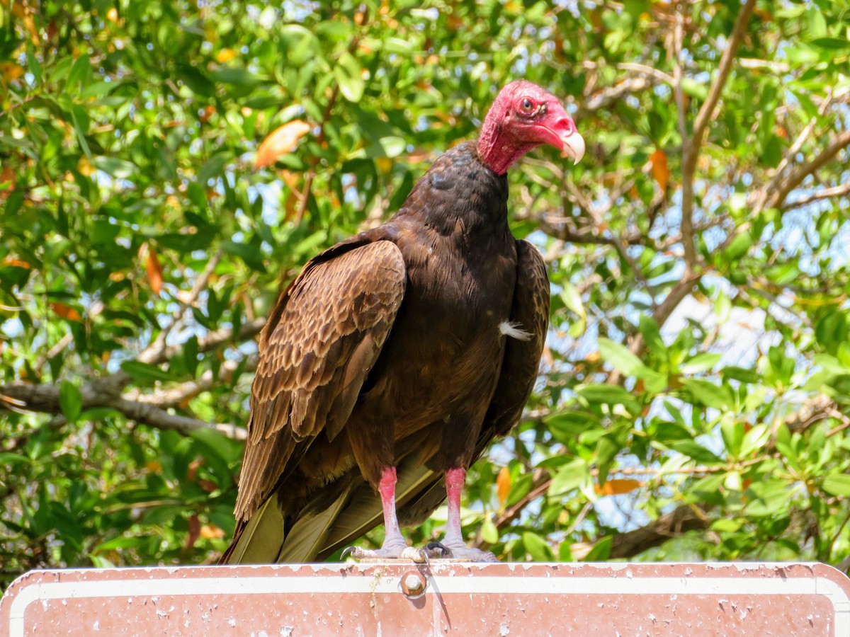 Turkey Vulture - ML153861801