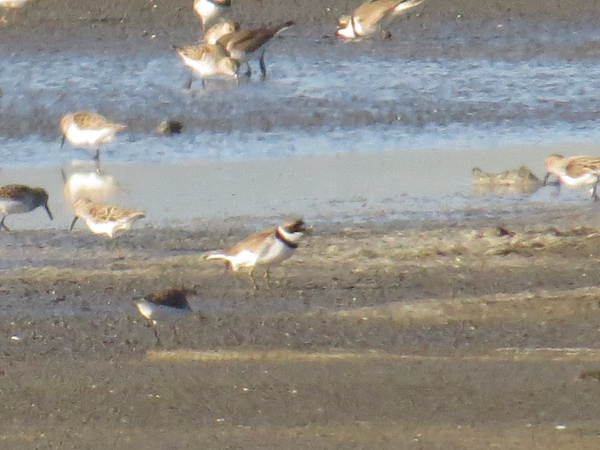 Semipalmated Plover - ML153861851