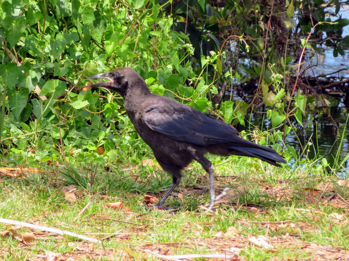 American Crow - ML153861931