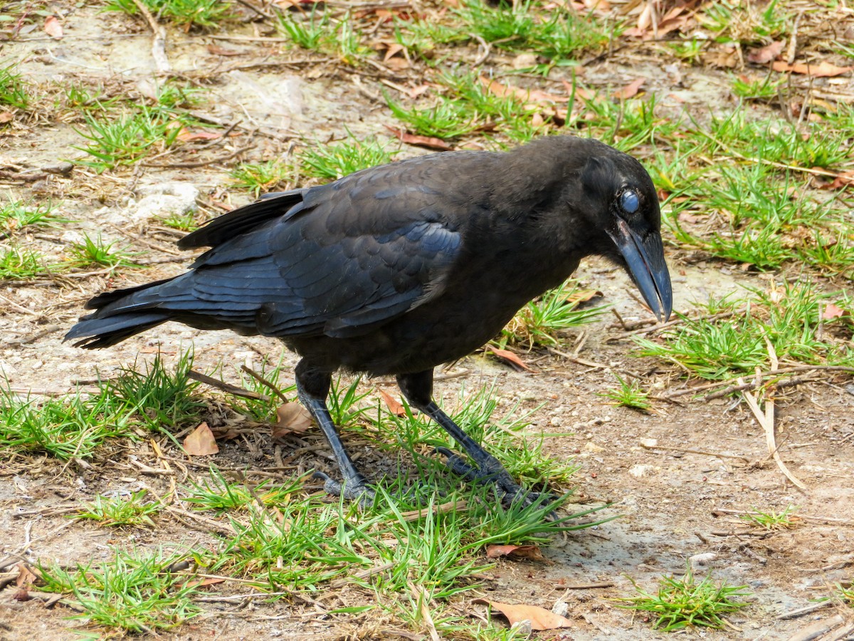 American Crow - ML153861941