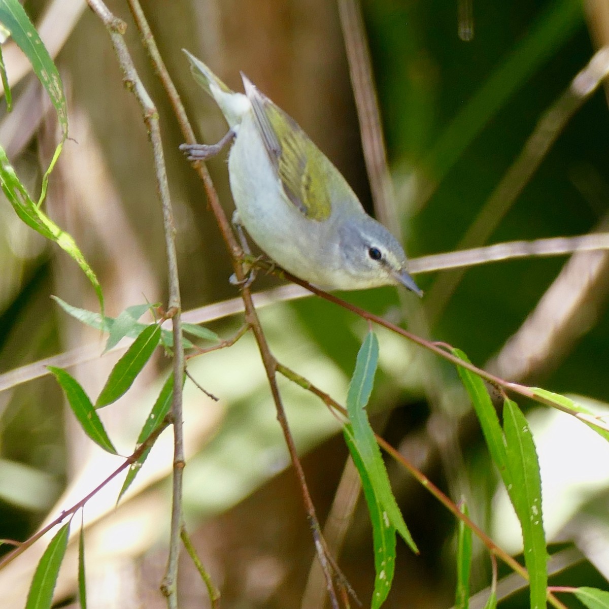 Tennessee Warbler - Don Hall