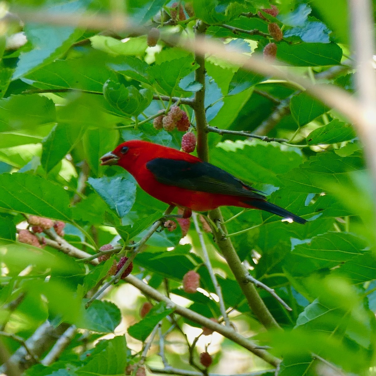 Scarlet Tanager - Don Hall