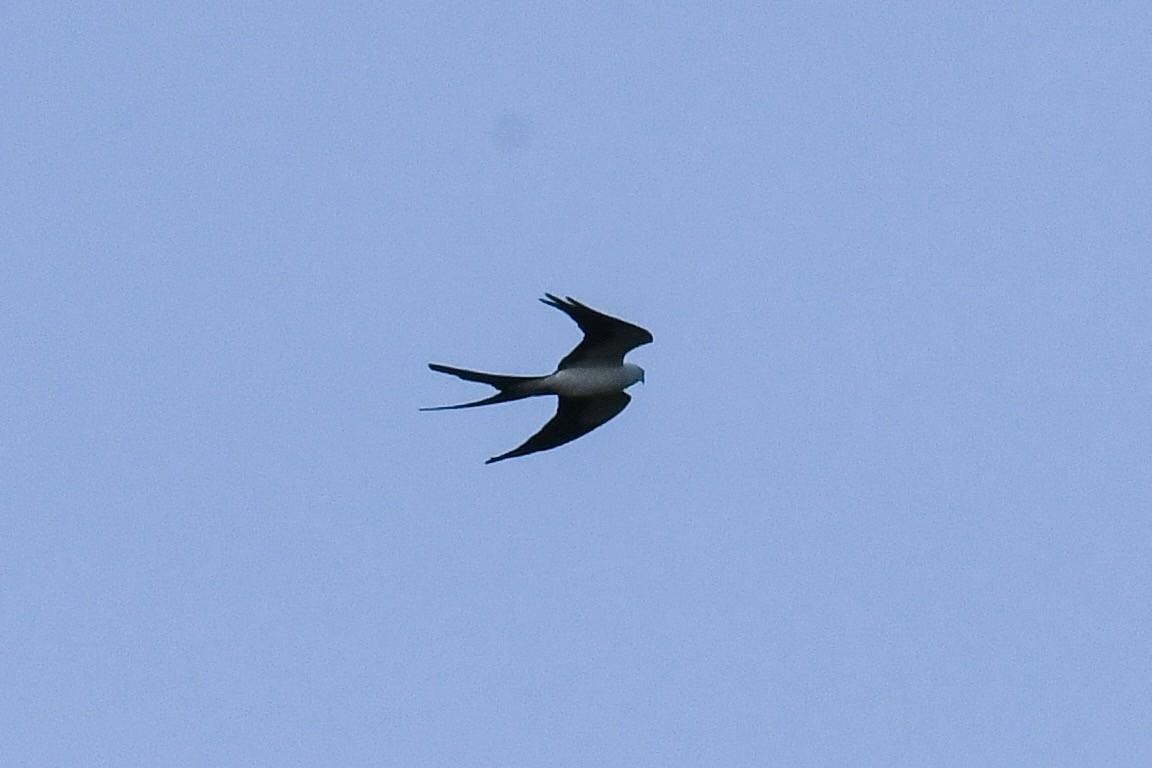 Swallow-tailed Kite - Jesse Anderson