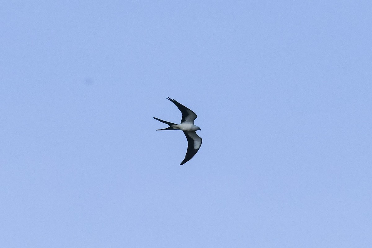 Swallow-tailed Kite - Jesse Anderson